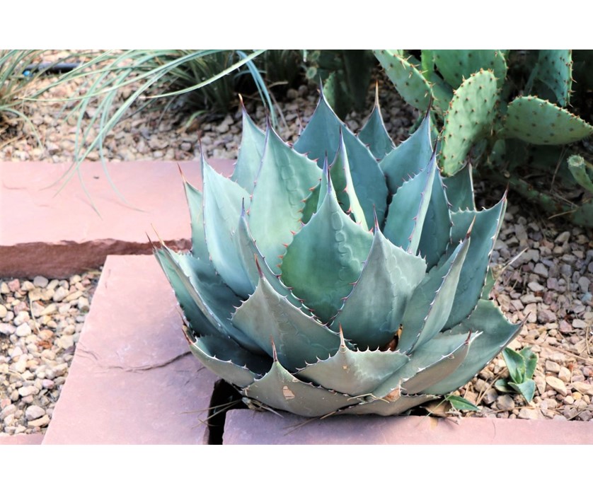 Havard's Century Plant